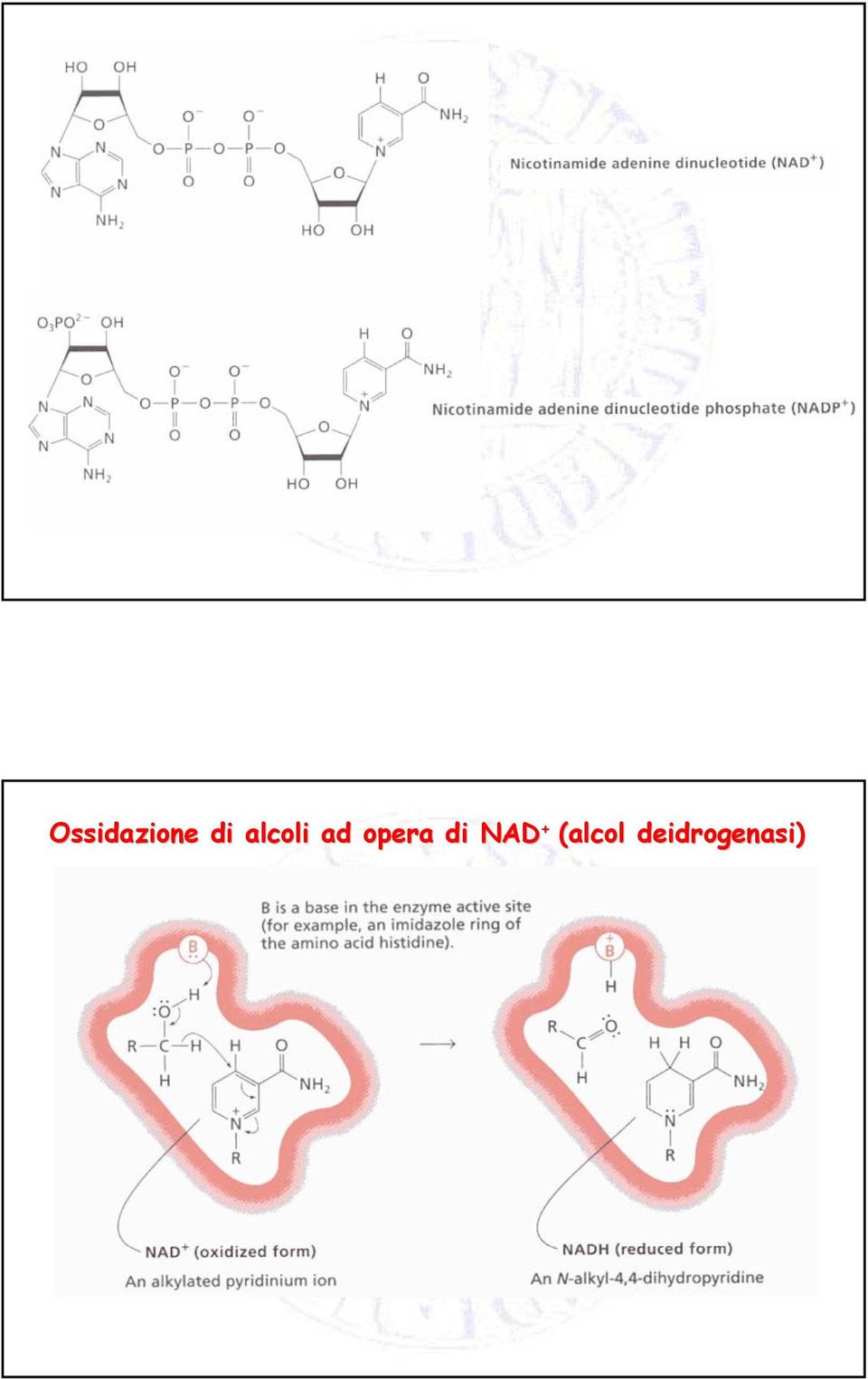 opera di NAD +