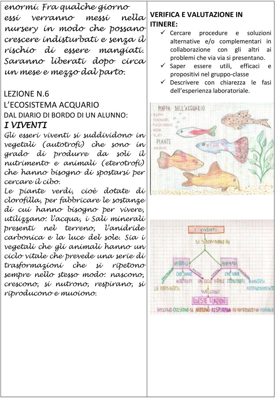 6 L ECOSISTEMA ACQUARIO DAL DIARIO DI BORDO DI UN ALUNNO: I VIVENTI Gli esseri viventi si suddividono in vegetali (autotrofi) che sono in grado di produrre da soli il nutrimento e animali