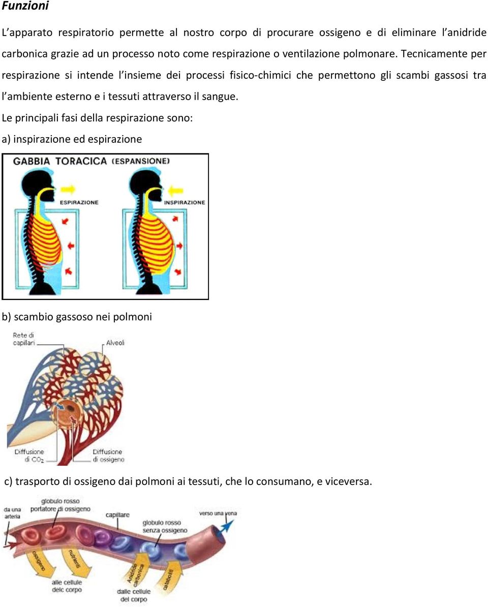Tecnicamente per respirazione si intende l insieme dei processi fisico- chimici che permettono gli scambi gassosi tra l ambiente