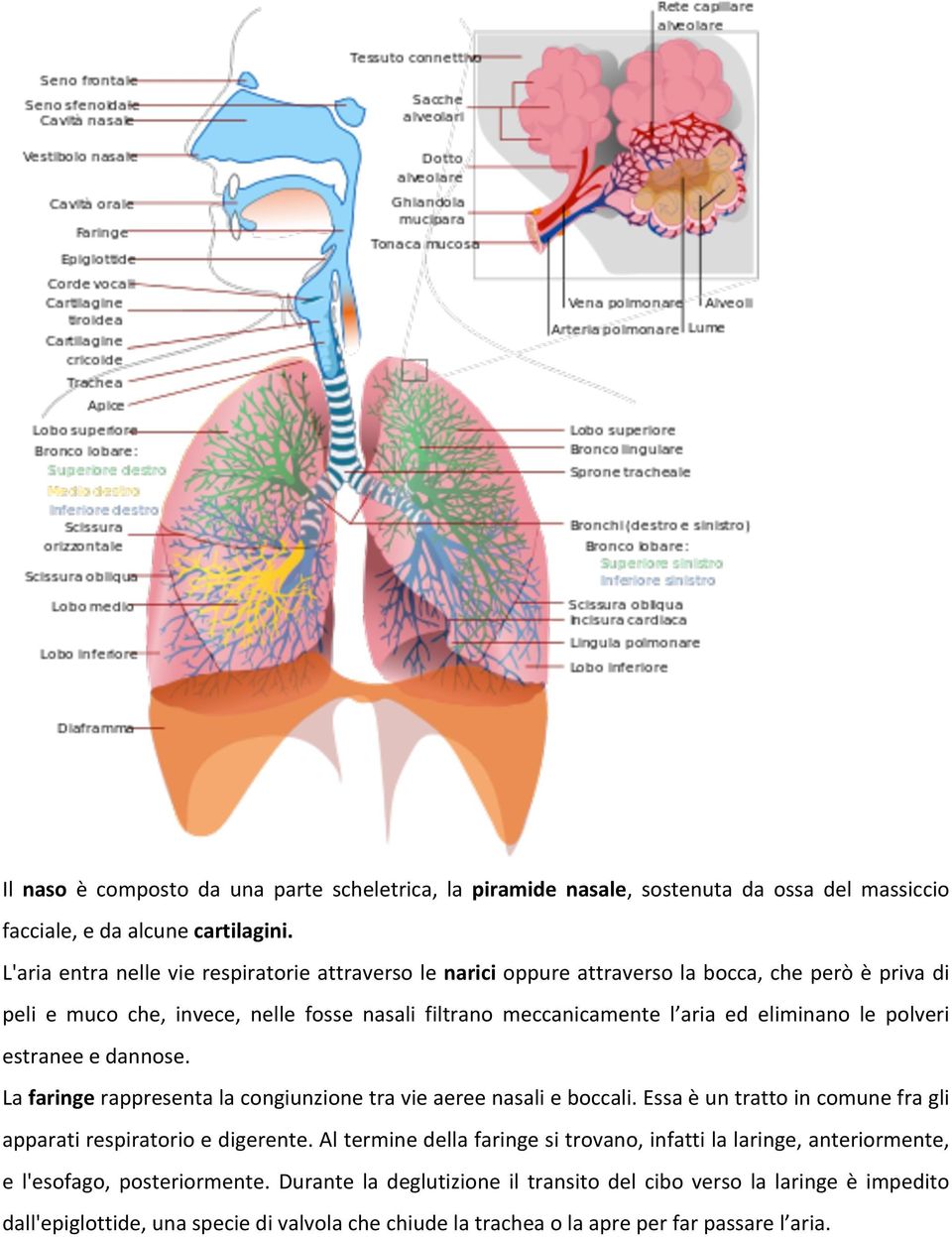 eliminano le polveri estranee e dannose. La faringe rappresenta la congiunzione tra vie aeree nasali e boccali. Essa è un tratto in comune fra gli apparati respiratorio e digerente.