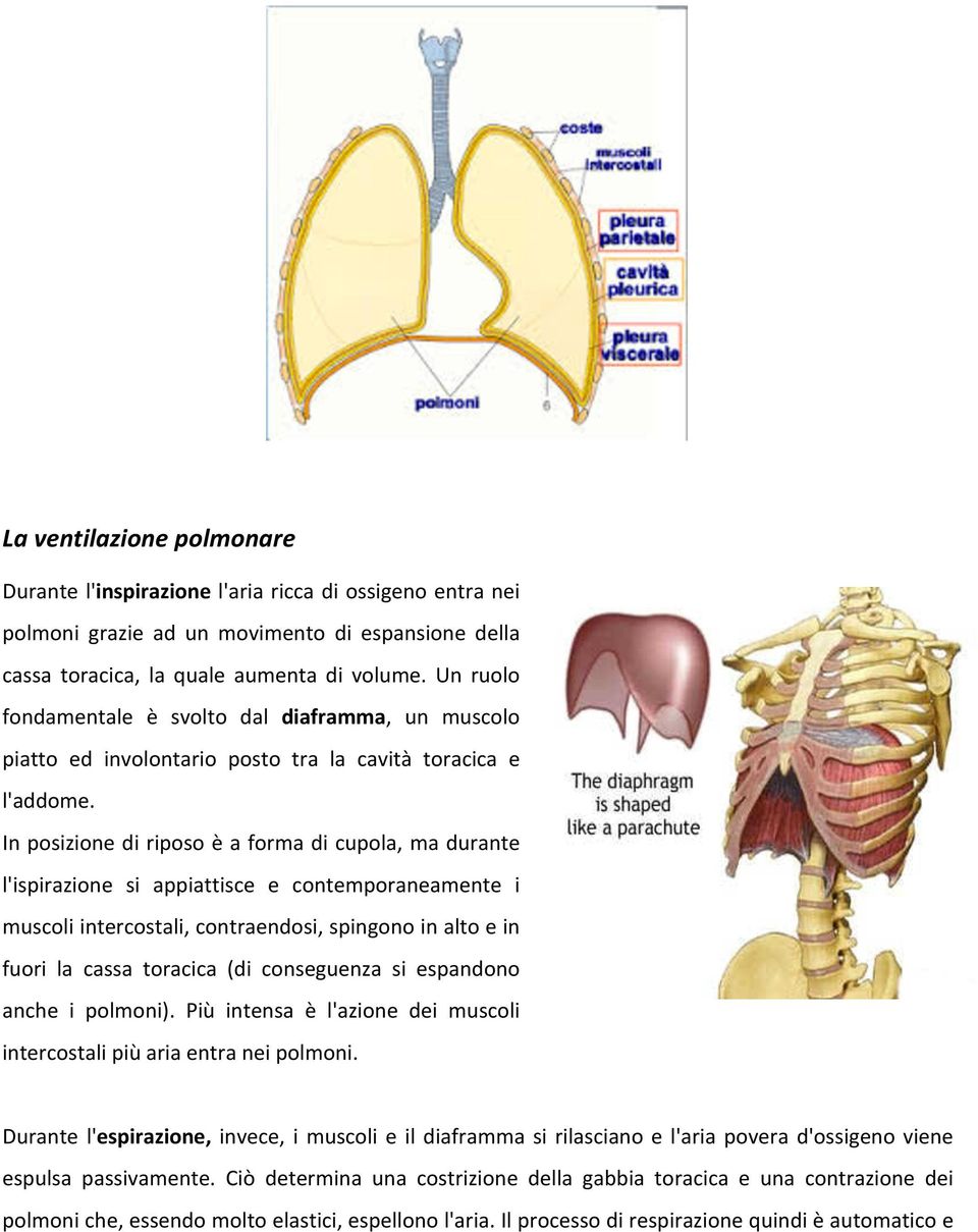 In posizione di riposo è a forma di cupola, ma durante l'ispirazione si appiattisce e contemporaneamente i muscoli intercostali, contraendosi, spingono in alto e in fuori la cassa toracica (di