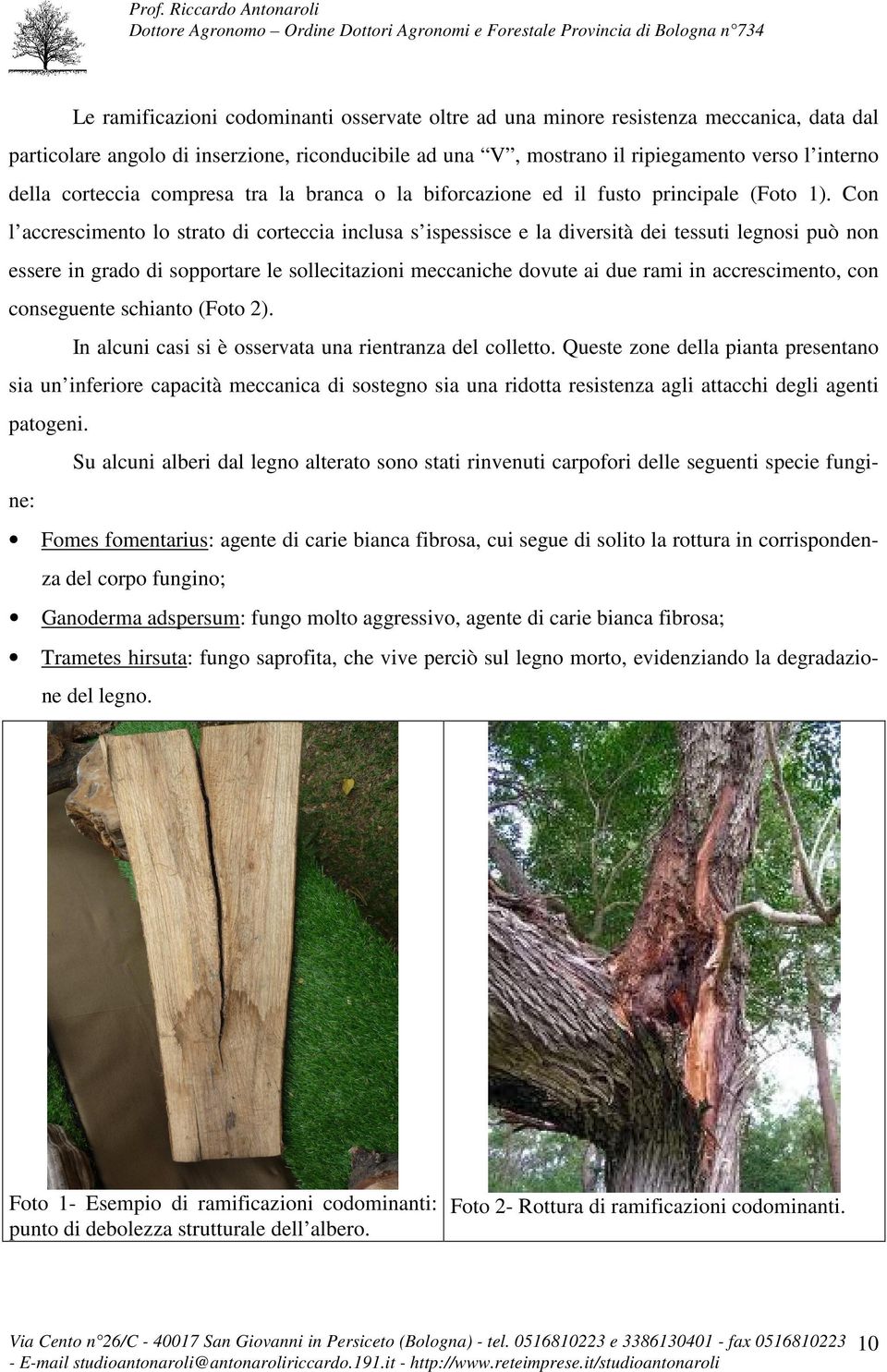 Con l accrescimento lo strato di corteccia inclusa s ispessisce e la diversità dei tessuti legnosi può non essere in grado di sopportare le sollecitazioni meccaniche dovute ai due rami in