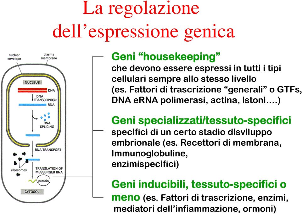 ) Geni specializzati/tessuto-specifici specifici di un certo stadio disviluppo embrionale (es.