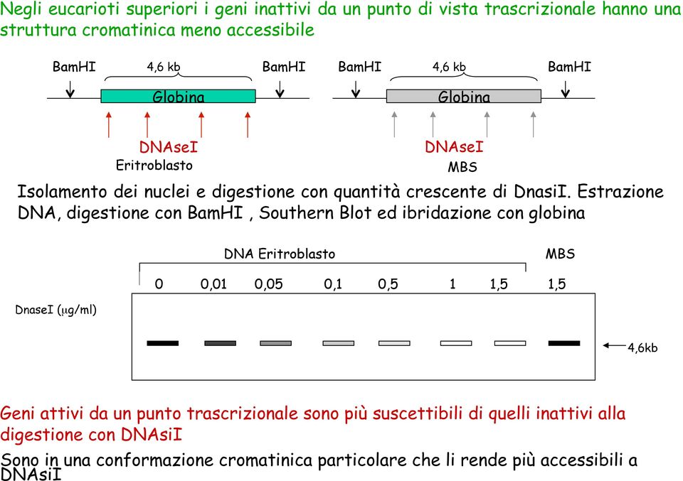 Estrazione DNA, digestione con BamHI, Southern Blot ed ibridazione con globina MBS DNA Eritroblasto MBS 0 0,01 0,05 0,1 0,5 1 1,5 1,5 DnaseI (µg/ml) 4,6kb