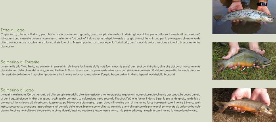 chiaro con numerose macchie nere a forma di stella o di x. Nessun puntino rosso come per la Torta Fario, bensì macchie color arancione e talvolta brunastre, ventre biancastro.