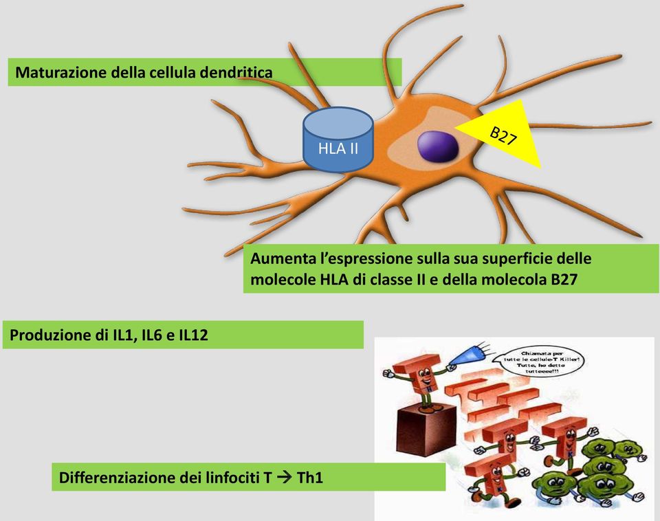 HLA di classe II e della molecola B27 Produzione di