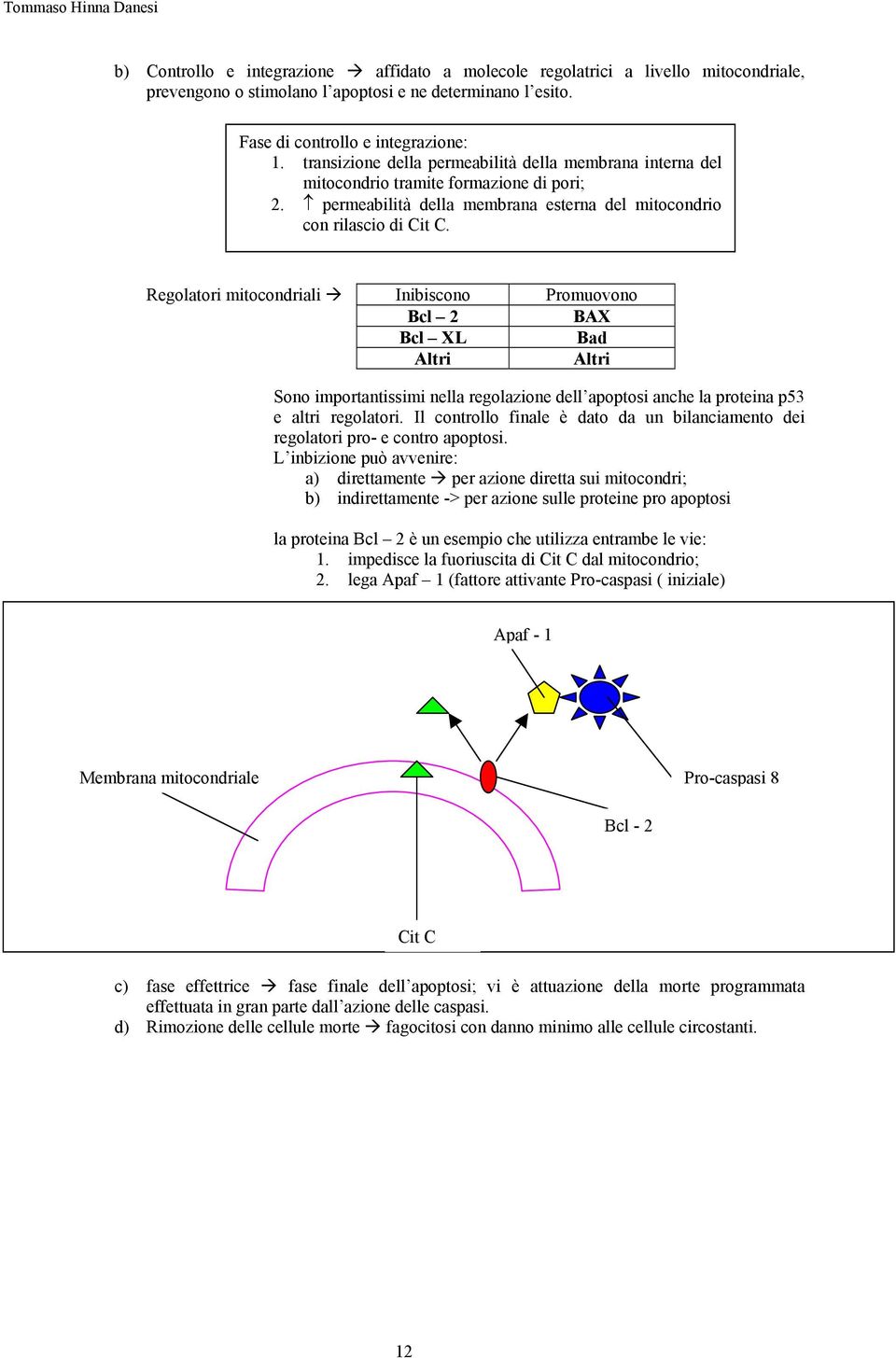 Regolatori mitocondriali Inibiscono Bcl 2 Bcl XL Altri Promuovono BAX Bad Altri Sono importantissimi nella regolazione dell apoptosi anche la proteina p53 e altri regolatori.