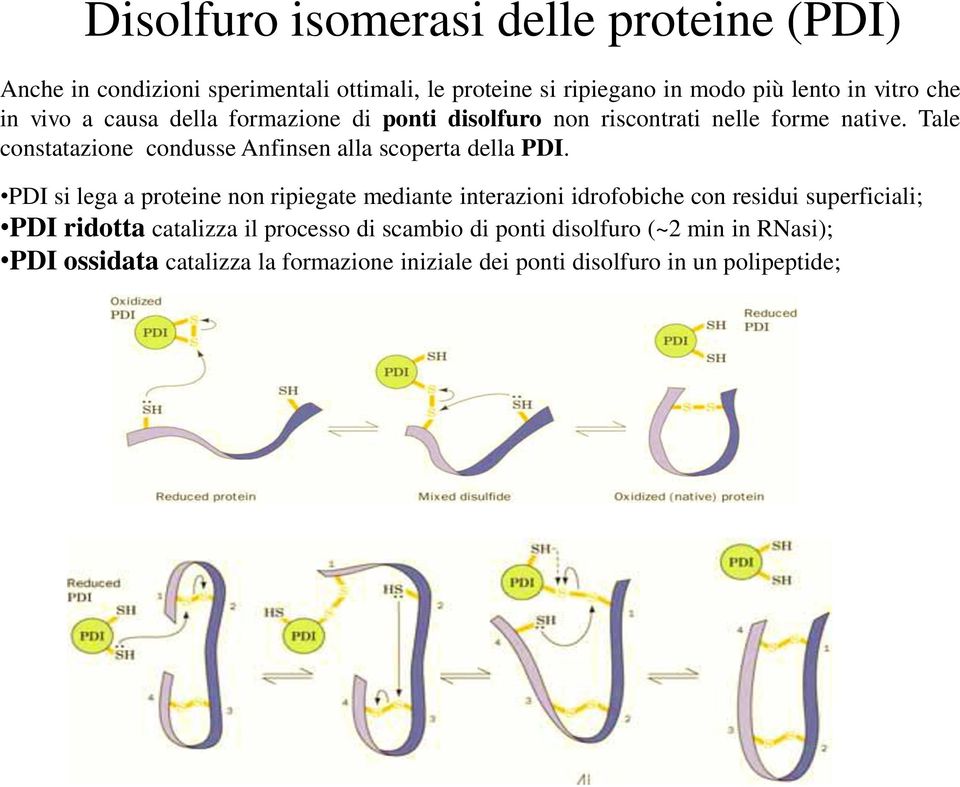 Tale constatazione condusse Anfinsen alla scoperta della PDI.