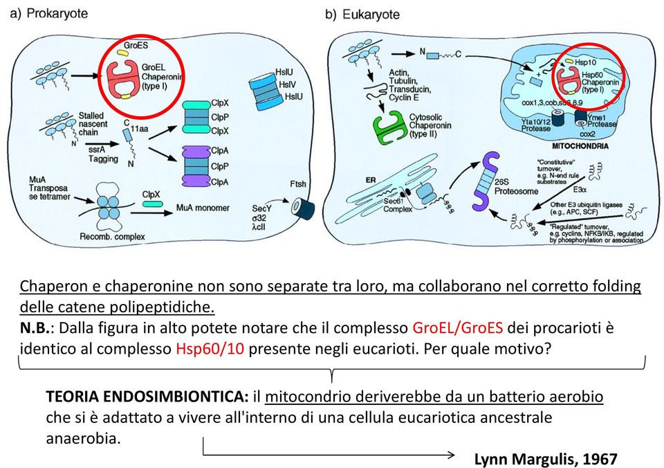 Hsp60/10 presente negli eucarioti. Per quale motivo?