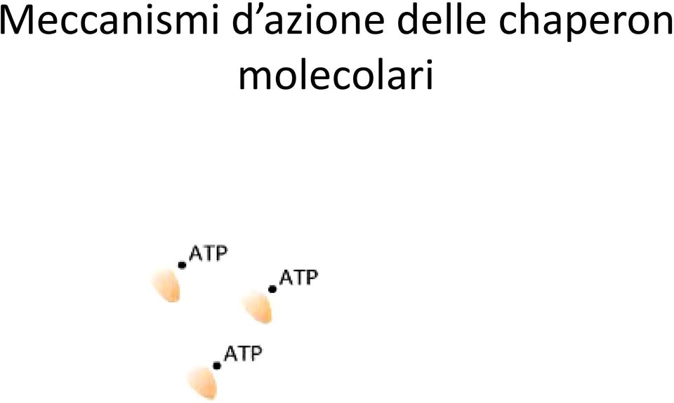 Legame tra dominio carbossi-terminale (-COOH) delle Hsp70 e catene polipeptidiche nascenti ancora