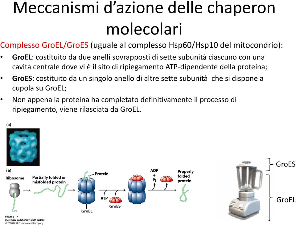 ripiegamento ATP-dipendente della proteina; GroES: costituito da un singolo anello di altre sette subunità che si dispone a