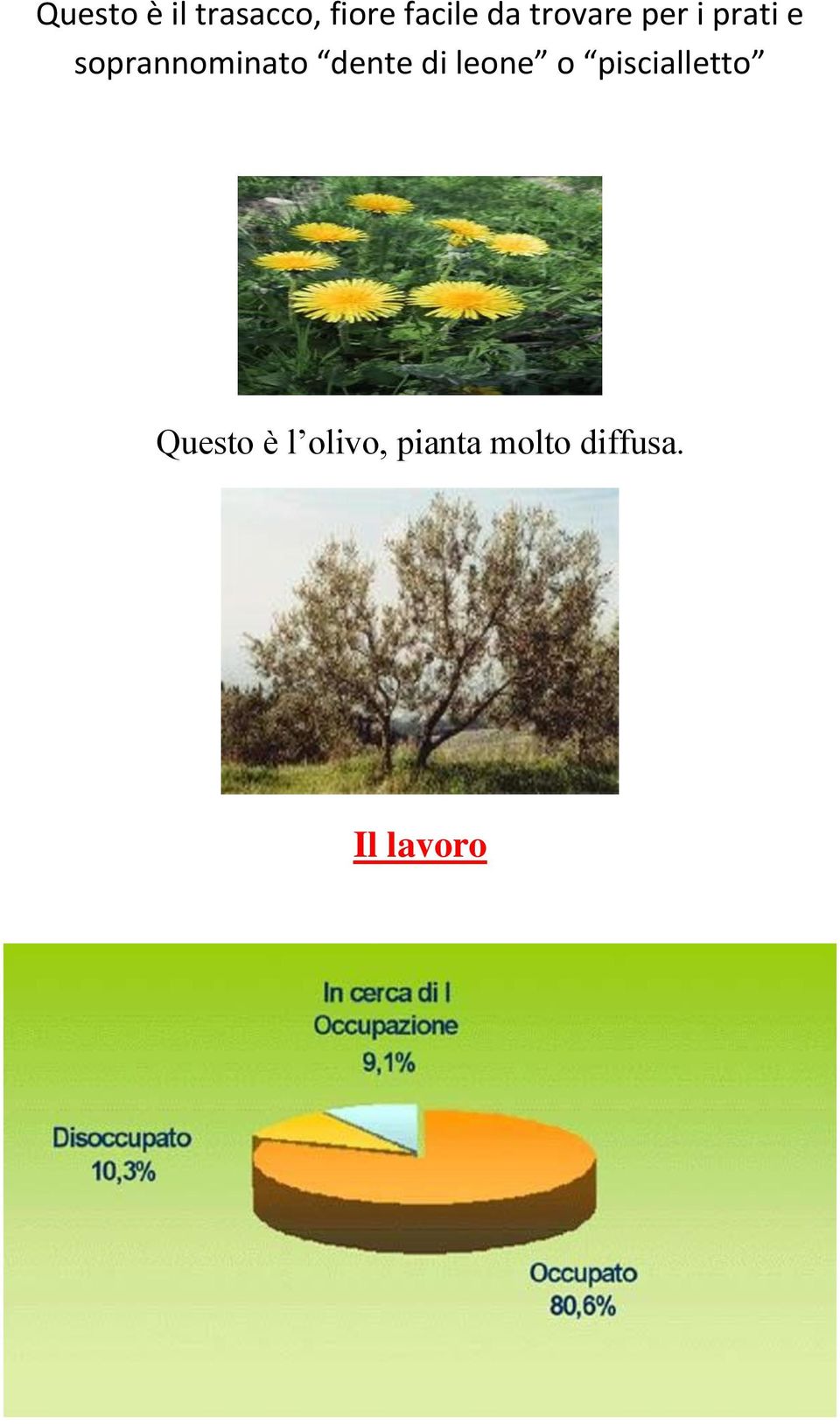 dente di leone o piscialletto Questo è