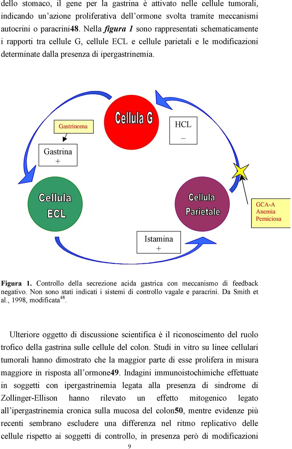 Gastrinoma HCL _ Gastrina + GCA-A Anemia Perniciosa Istamina + Figura 1. Controllo della secrezione acida gastrica con meccanismo di feedback negativo.