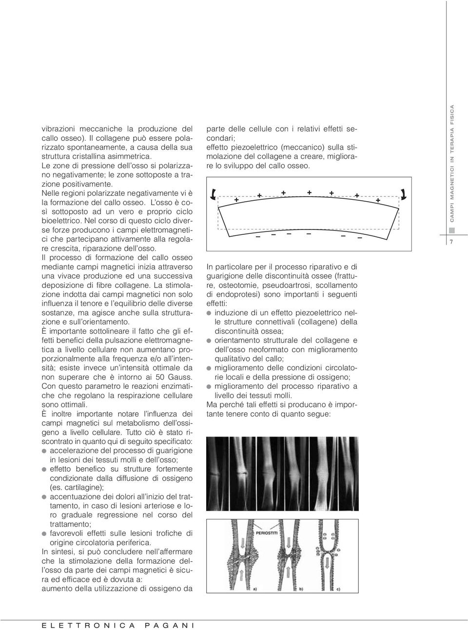 L osso è così sottoposto ad un vero e proprio ciclo bioelettrico.