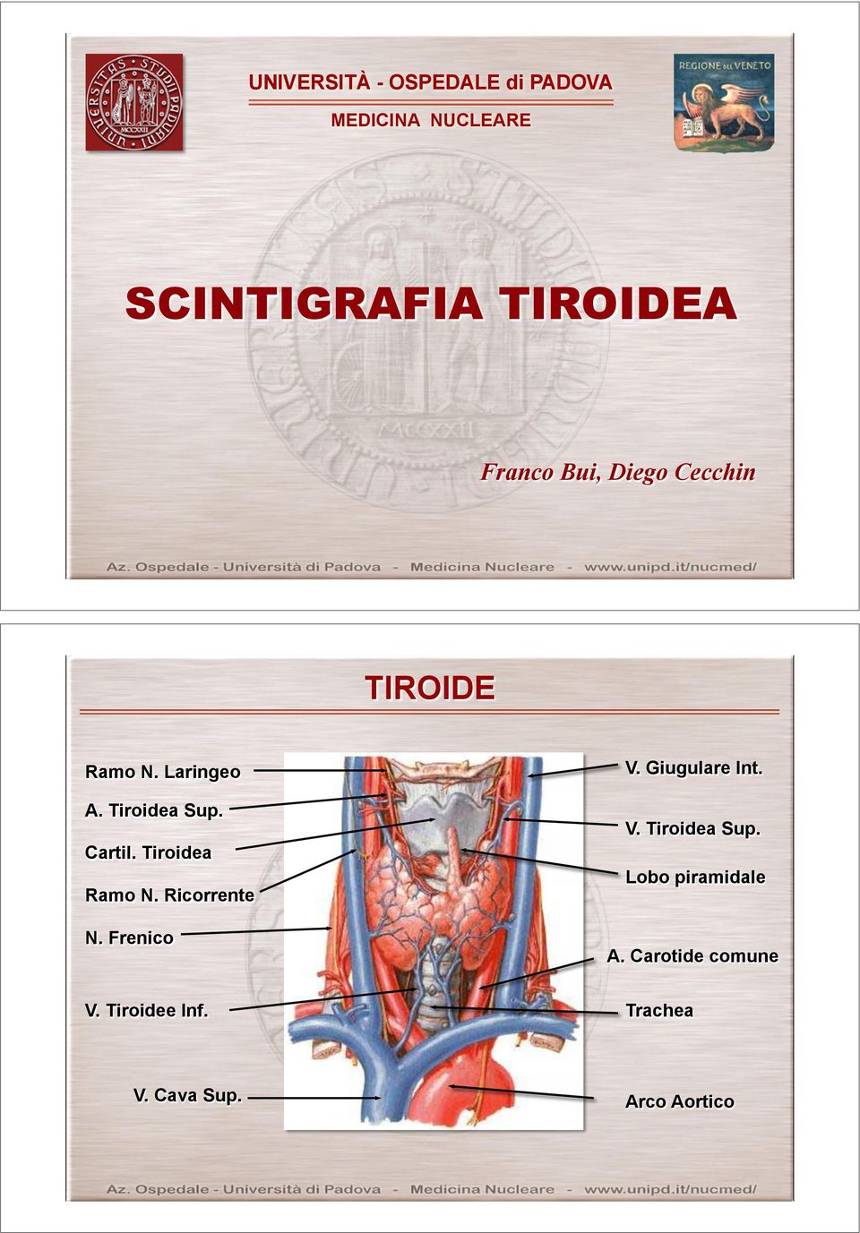 Tiroidea Ramo N. Ricorrente N. Frenico V. Giugulare Int. V. Tiroidea Sup.