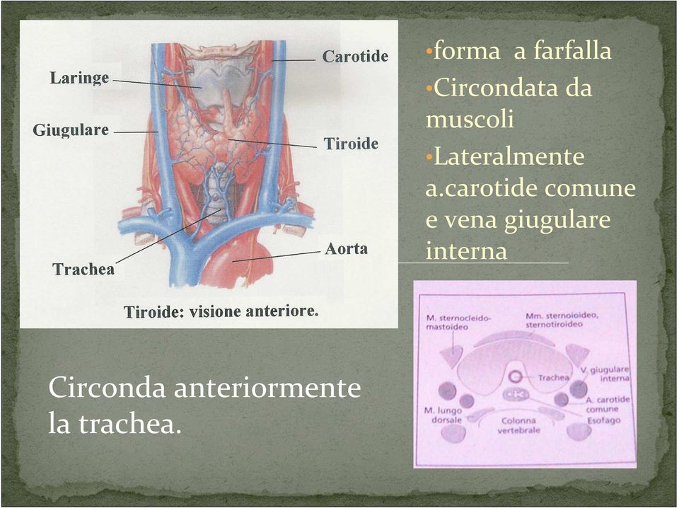 carotide comune e vena giugulare