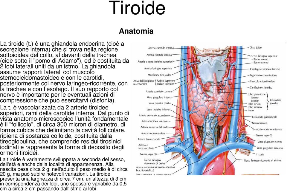 uniti da un istmo. La ghiandola assume rapporti laterali col muscolo sternocleidomastoideo e con le carotidi, posteriormente col nervo laringeo-ricorrente, con la trachea e con l esofago.