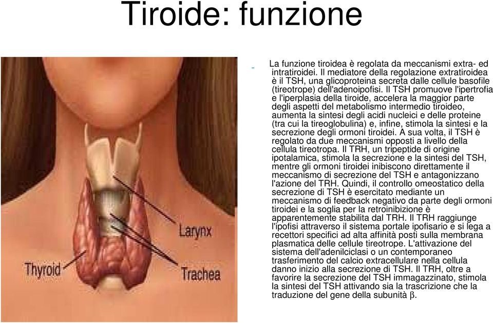 Il TSH promuove l'ipertrofia e l'iperplasia della tiroide, accelera la maggior parte degli aspetti del metabolismo intermedio tiroideo, aumenta la sintesi degli acidi nucleici e delle proteine (tra