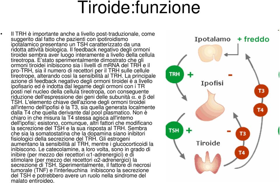 E stato sperimentalmente dimostrato che gli ormoni tiroidei inibiscono sia i livelli di mrna del TRH e il pro-trh, sia il numero di recettori per il TRH sulle cellule tireotrope, alterando così la