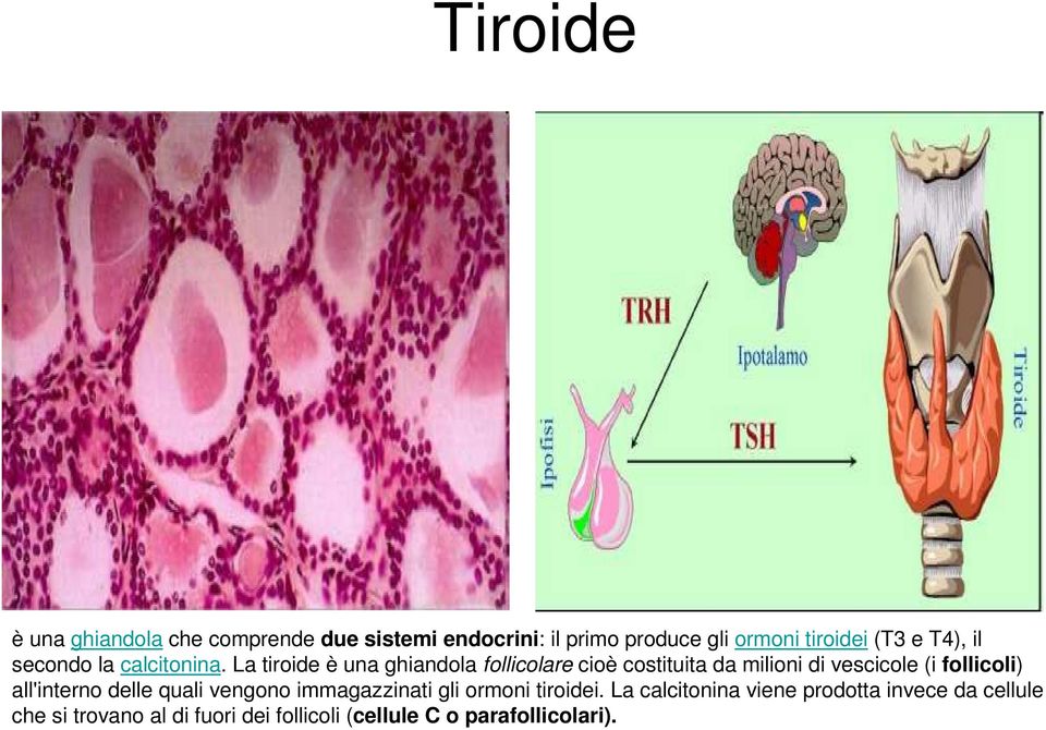 La tiroide è una ghiandola follicolare cioè costituita da milioni di vescicole (i follicoli)