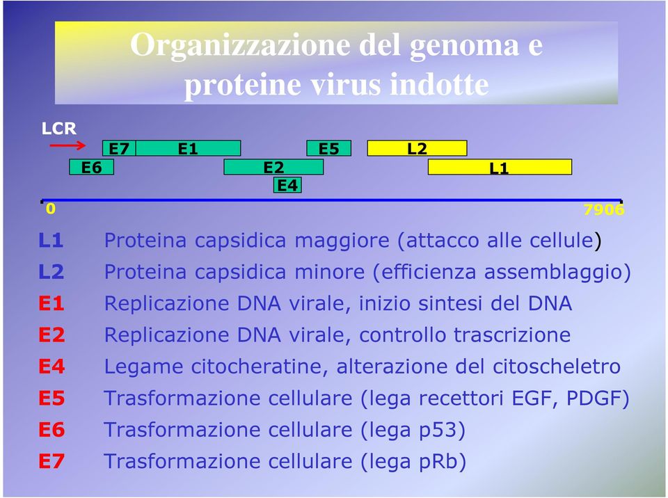 del DNA E2 Replicazione DNA virale, controllo trascrizione E4 Legame citocheratine, alterazione del citoscheletro E5