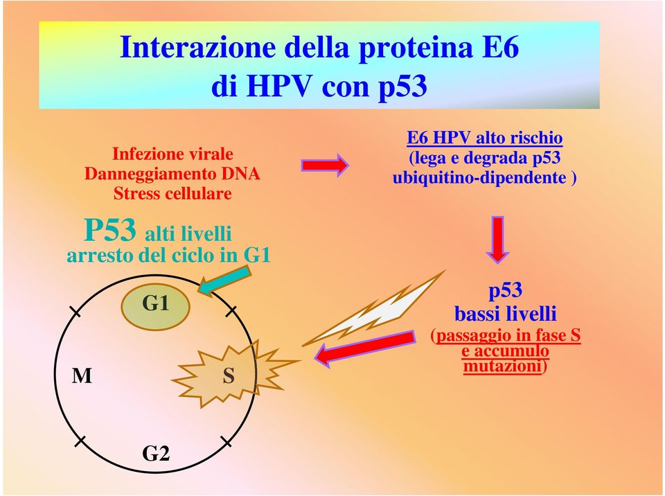 cellulare G1 S E6 HPV alto rischio (lega e degrada p53
