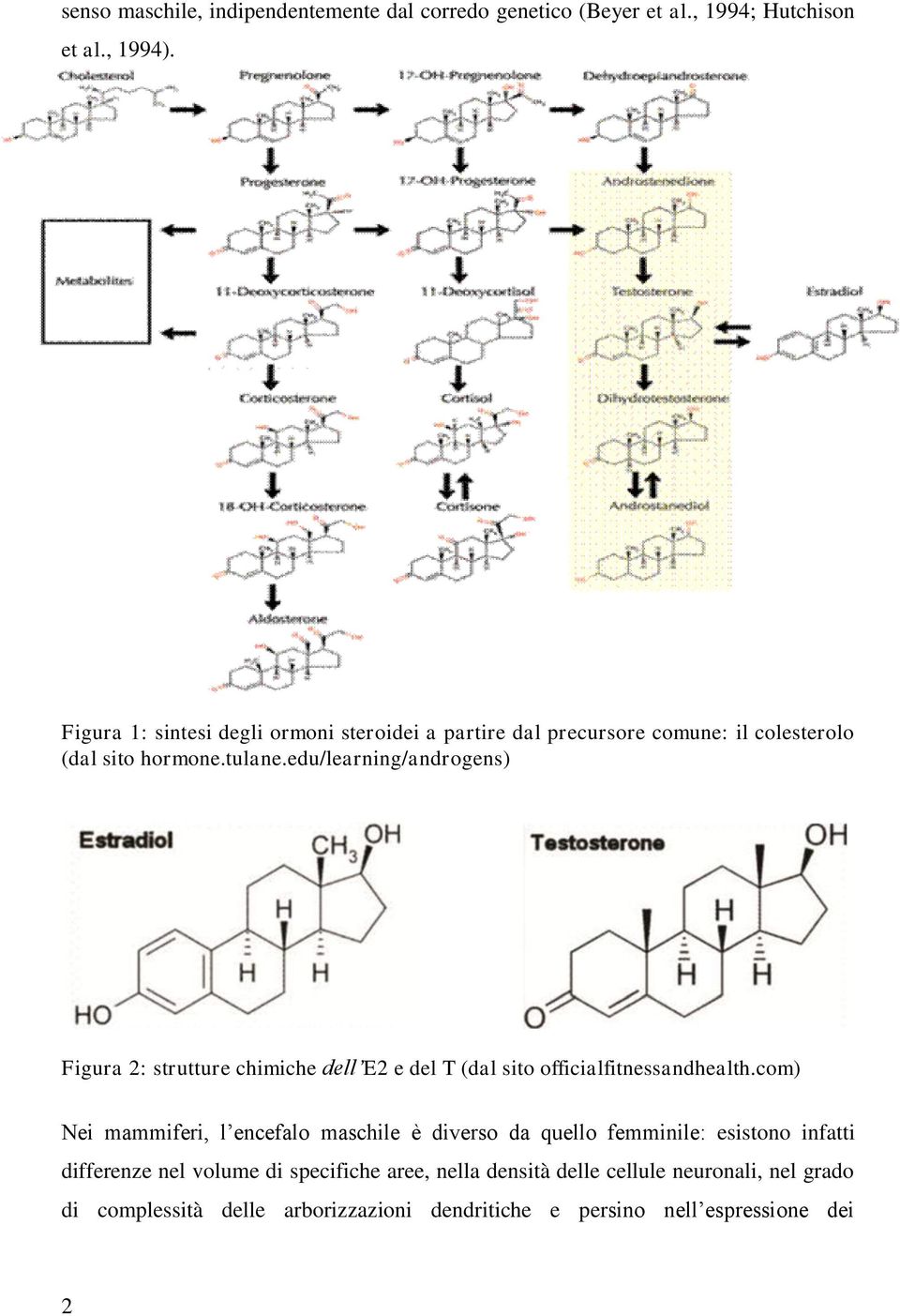 edu/learning/androgens) Figura 2: strutture chimiche dell E2 e del T (dal sito officialfitnessandhealth.