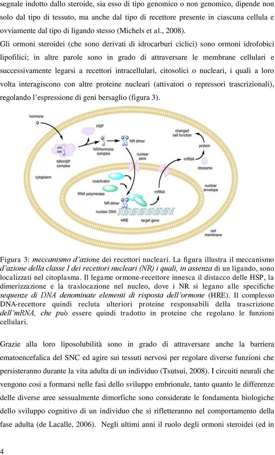 Gli ormoni steroidei (che sono derivati di idrocarburi ciclici) sono ormoni idrofobici lipofilici; in altre parole sono in grado di attraversare le membrane cellulari e successivamente legarsi a