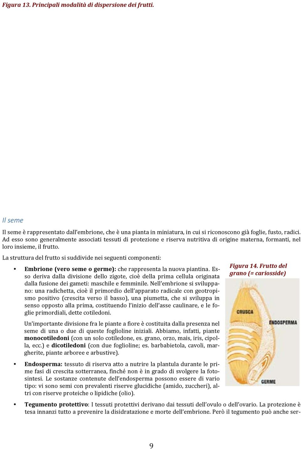 La struttura del frutto si suddivide nei seguenti componenti: Embrione (vero seme o germe): che rappresenta la nuova piantina.