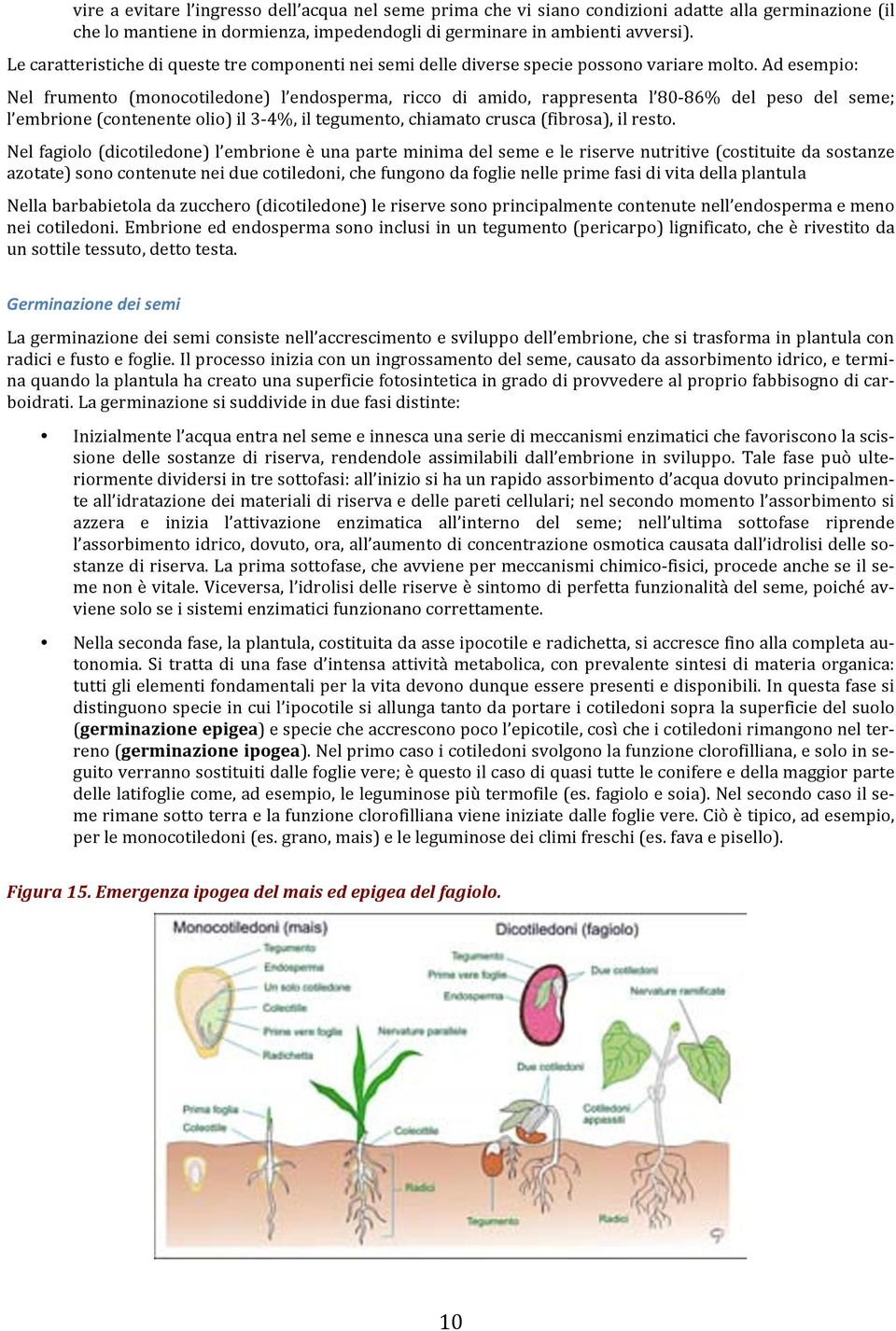 Ad esempio: Nel frumento (monocotiledone) l endosperma, ricco di amido, rappresenta l 80-86% del peso del seme; l embrione (contenente olio) il 3-4%, il tegumento, chiamato crusca (fibrosa), il resto.