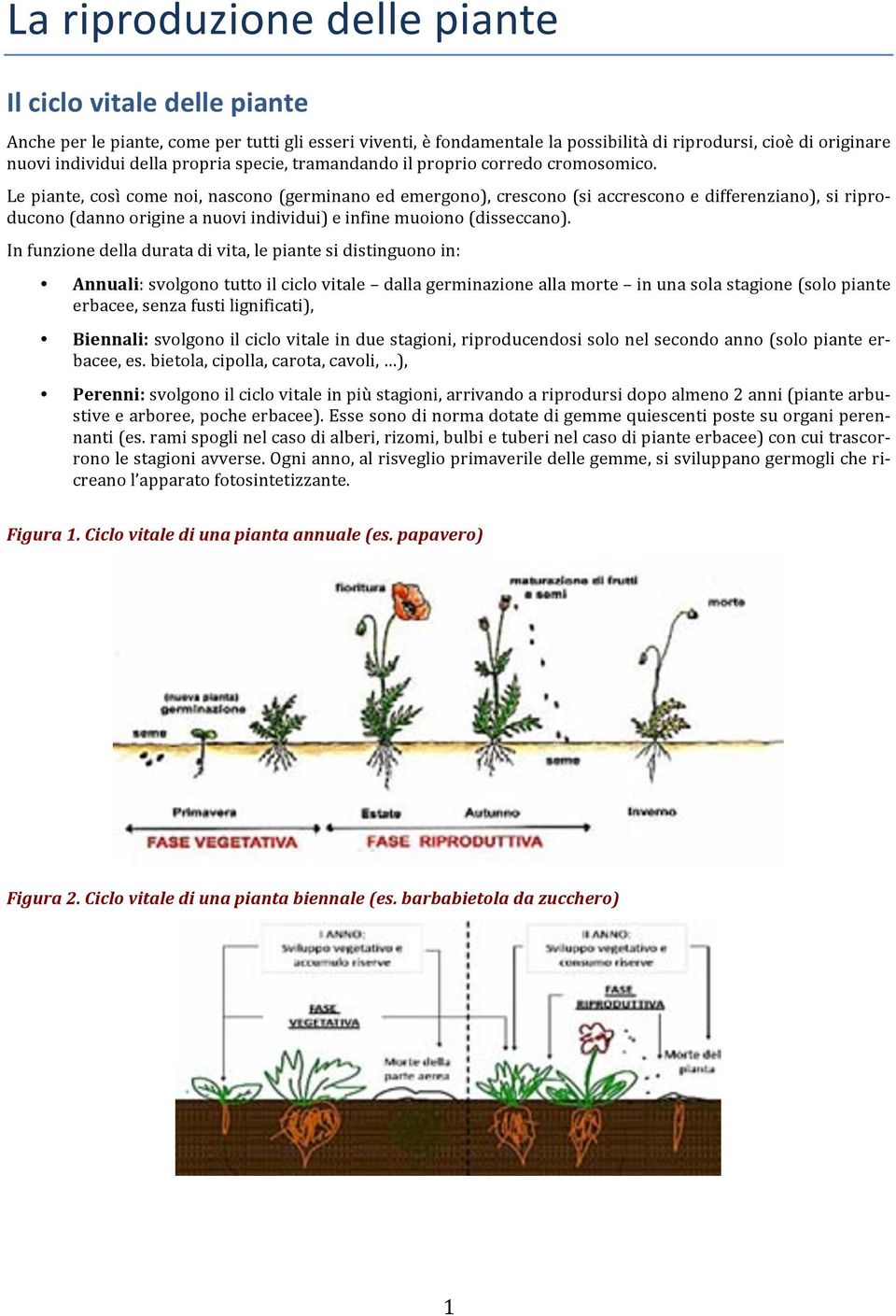 Le piante, così come noi, nascono (germinano ed emergono), crescono (si accrescono e differenziano), si ripro- ducono (danno origine a nuovi individui) e infine muoiono (disseccano).