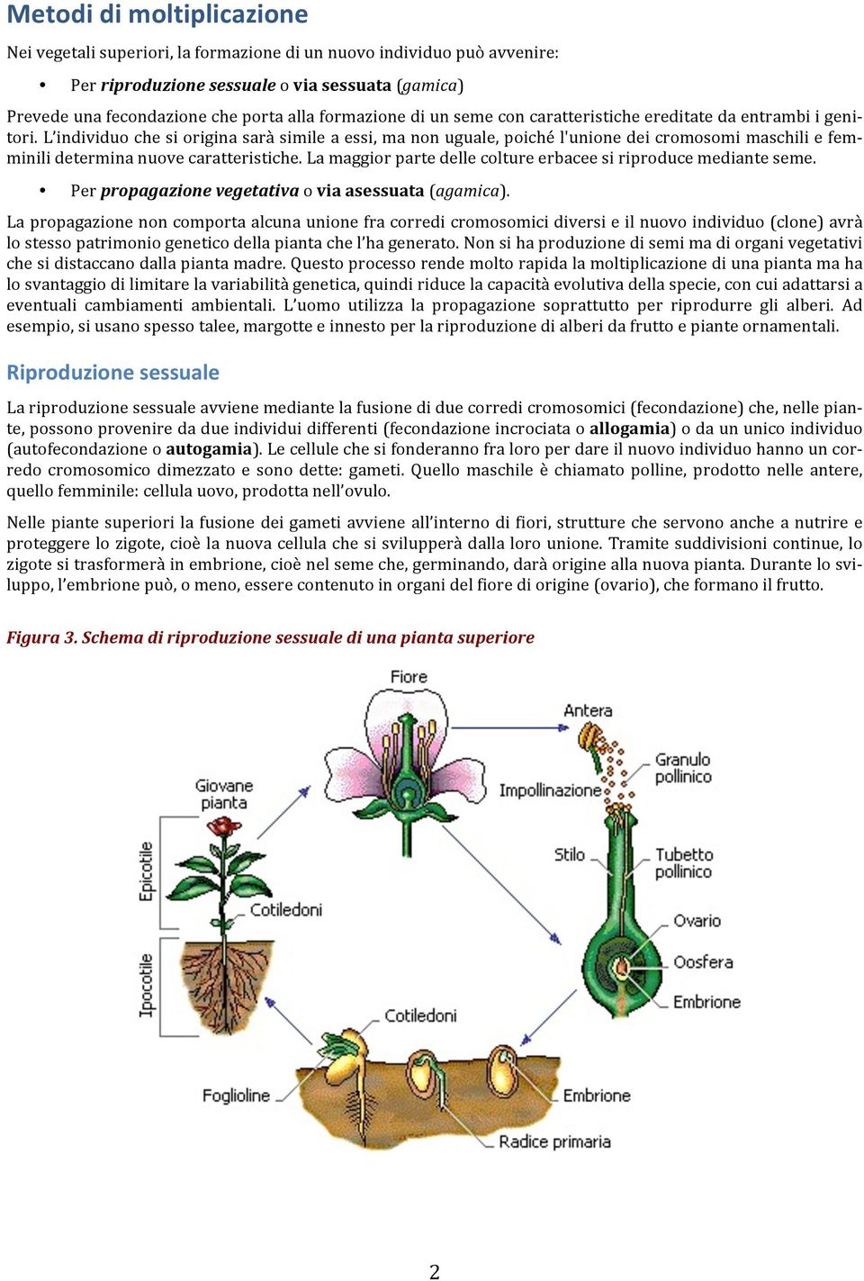 L individuo che si origina sarà simile a essi, ma non uguale, poiché l'unione dei cromosomi maschili e fem- minili determina nuove caratteristiche.