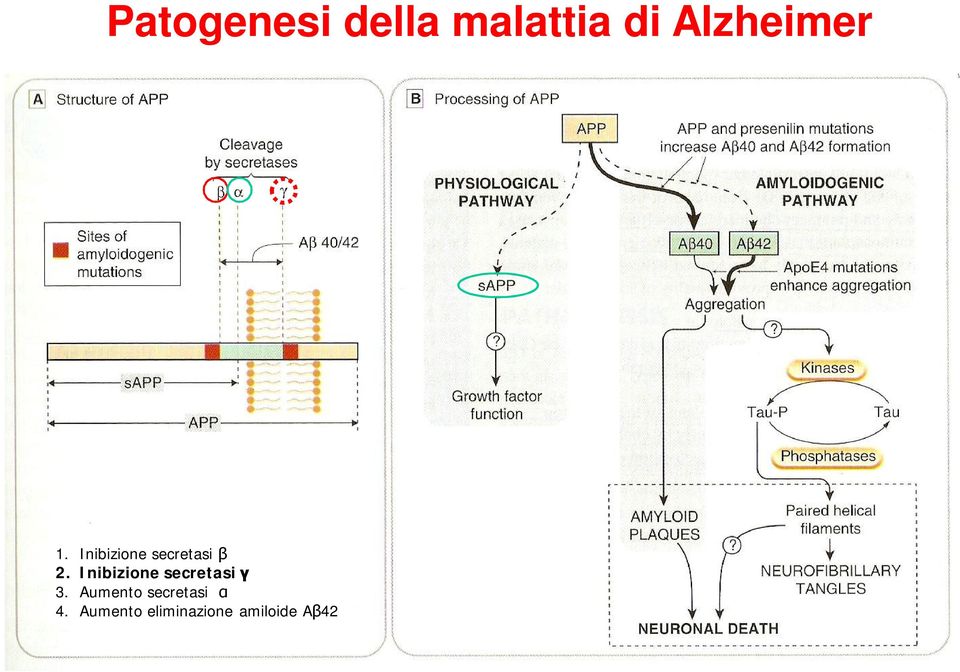 Inibizione secretasi γ 3.