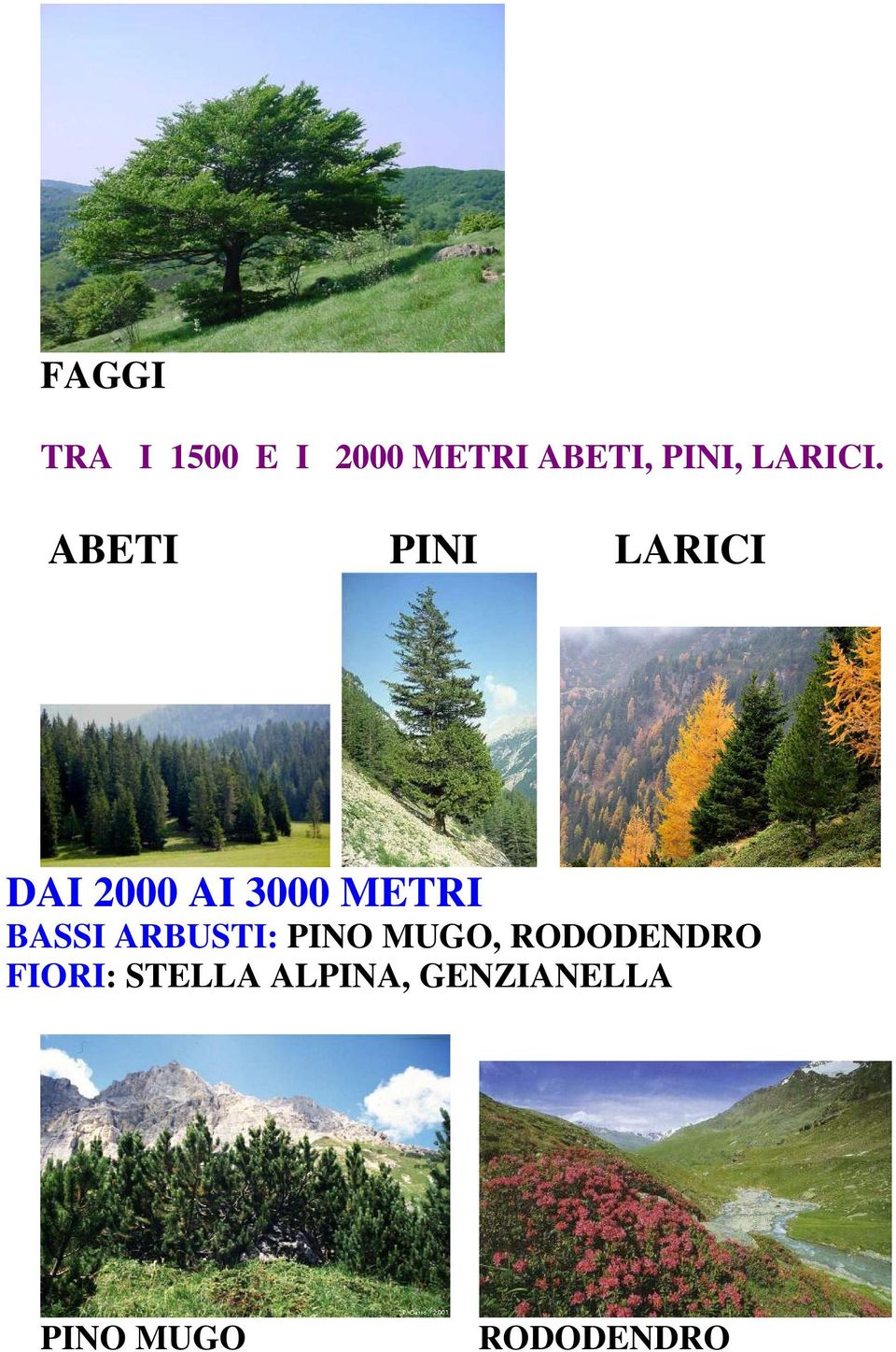 ABETI PINI LARICI DAI 2000 AI 3000 METRI BASSI