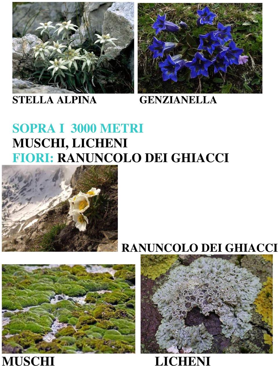 FIORI: RANUNCOLO DEI GHIACCI