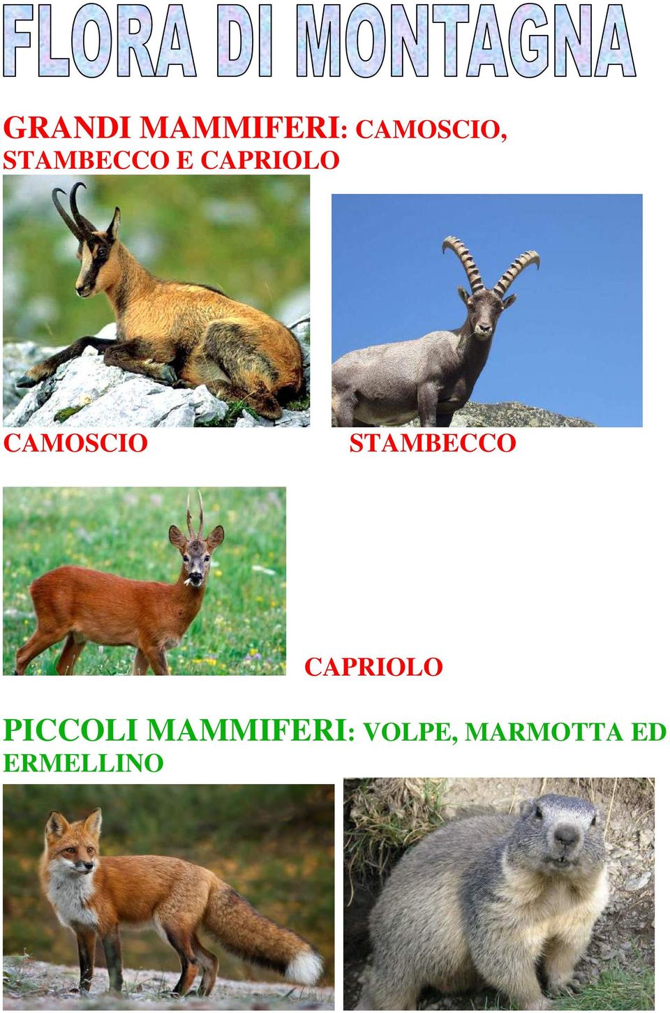 STAMBECCO CAPRIOLO PICCOLI