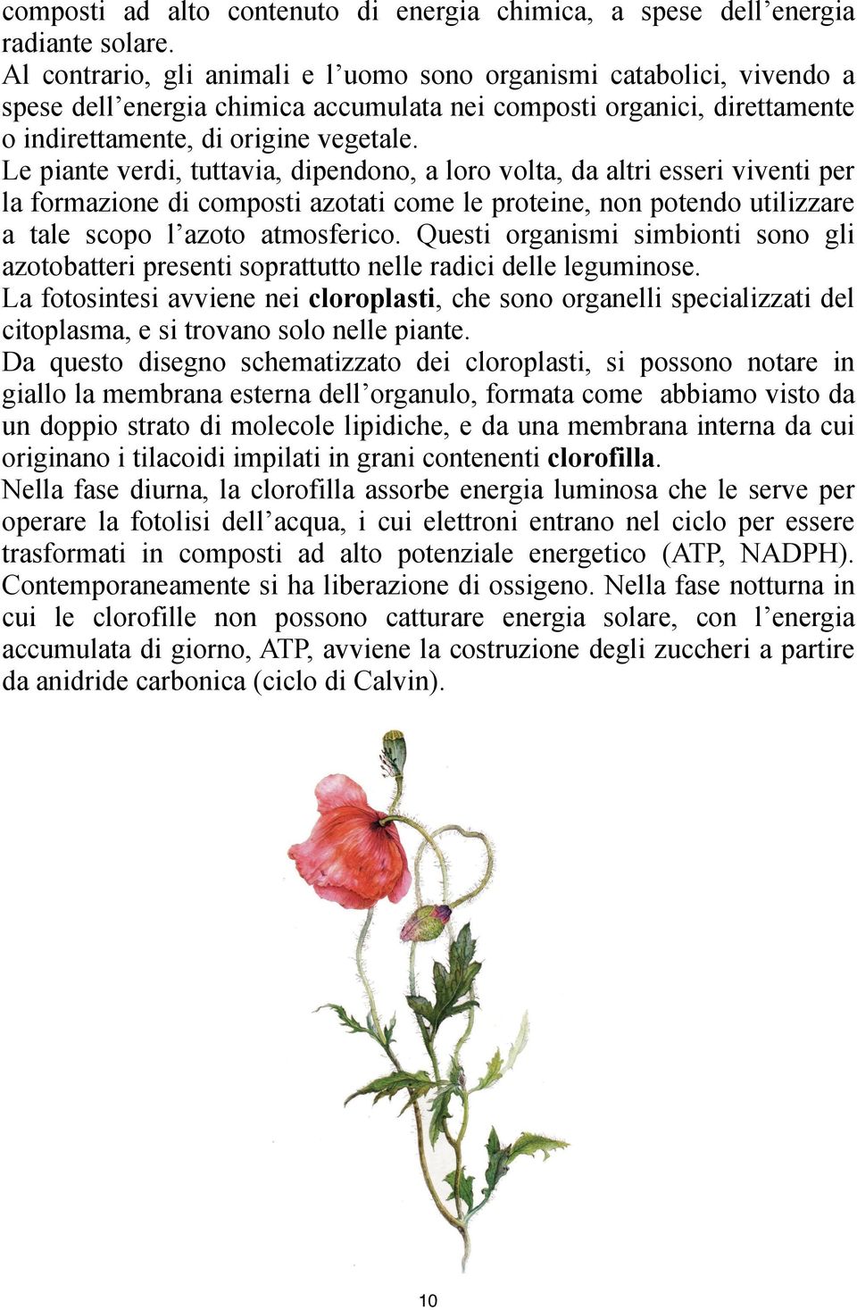 Le piante verdi, tuttavia, dipendono, a loro volta, da altri esseri viventi per la formazione di composti azotati come le proteine, non potendo utilizzare a tale scopo l azoto atmosferico.