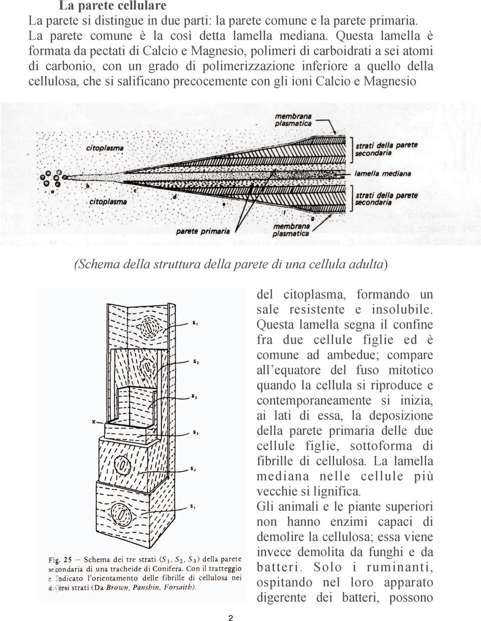 precocemente con gli ioni Calcio e Magnesio (Schema della struttura della parete di una cellula adulta) 2 del citoplasma, formando un sale resistente e insolubile.