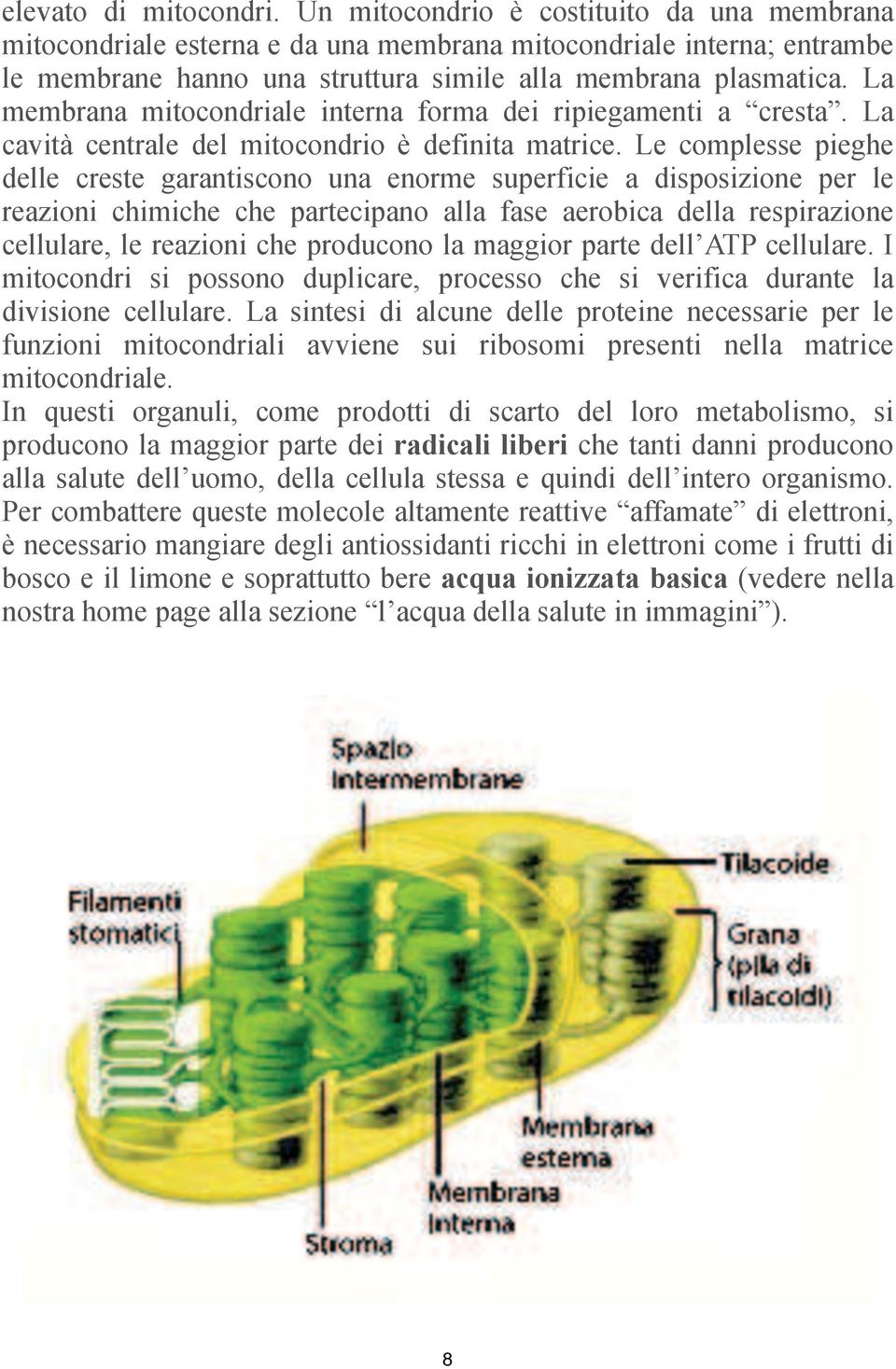 La membrana mitocondriale interna forma dei ripiegamenti a cresta. La cavità centrale del mitocondrio è definita matrice.