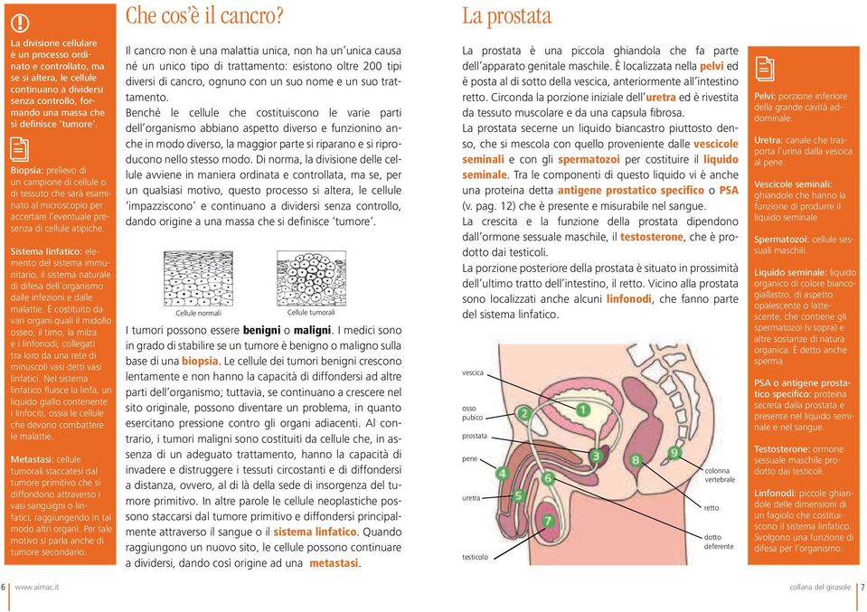 Biopsia: prelievo di un campione di cellule o di tessuto che sarà esaminato al microscopio per accertare l eventuale presenza di cellule atipiche.