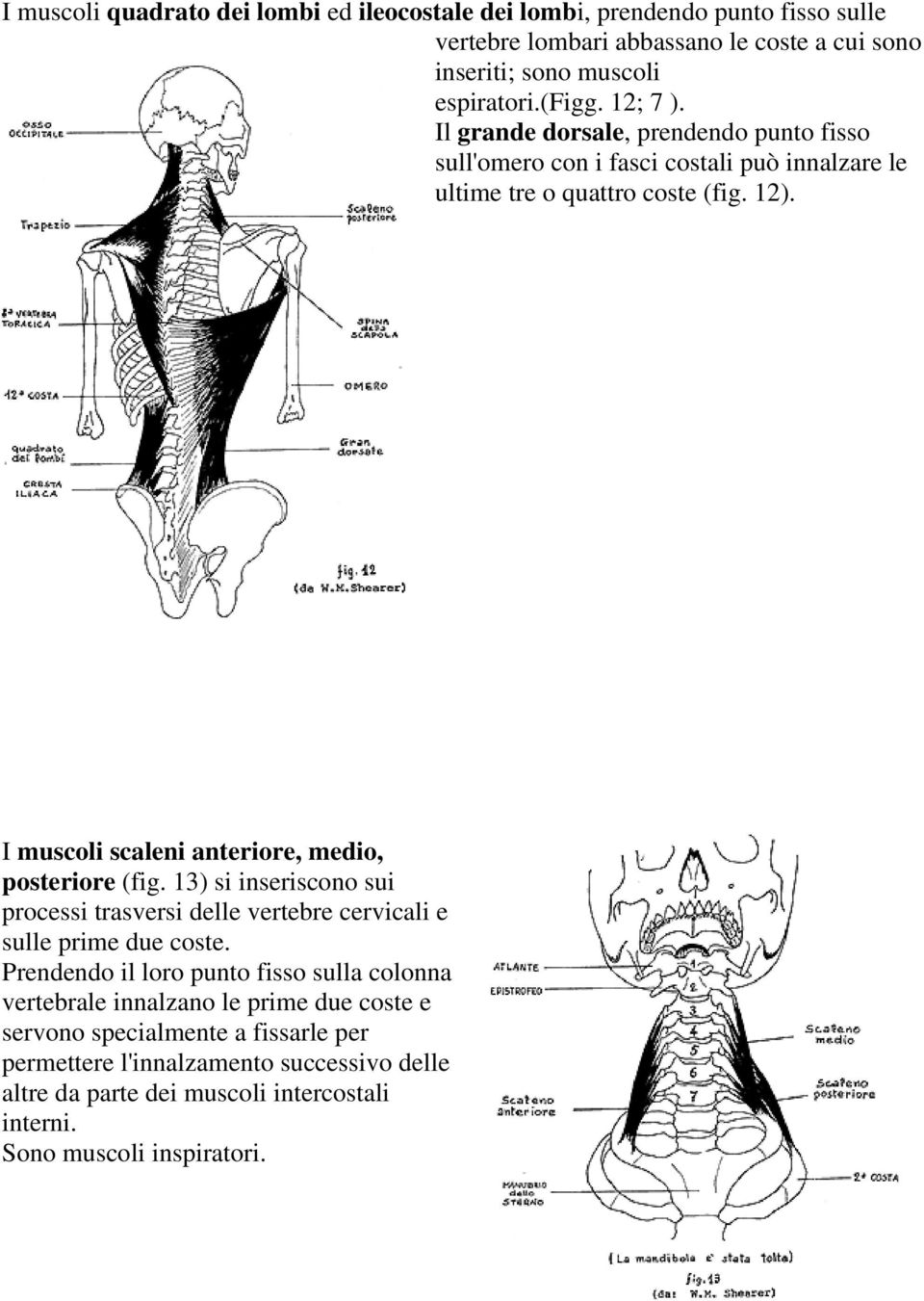 I muscoli scaleni anteriore, medio, posteriore (fig. 13) si inseriscono sui processi trasversi delle vertebre cervicali e sulle prime due coste.