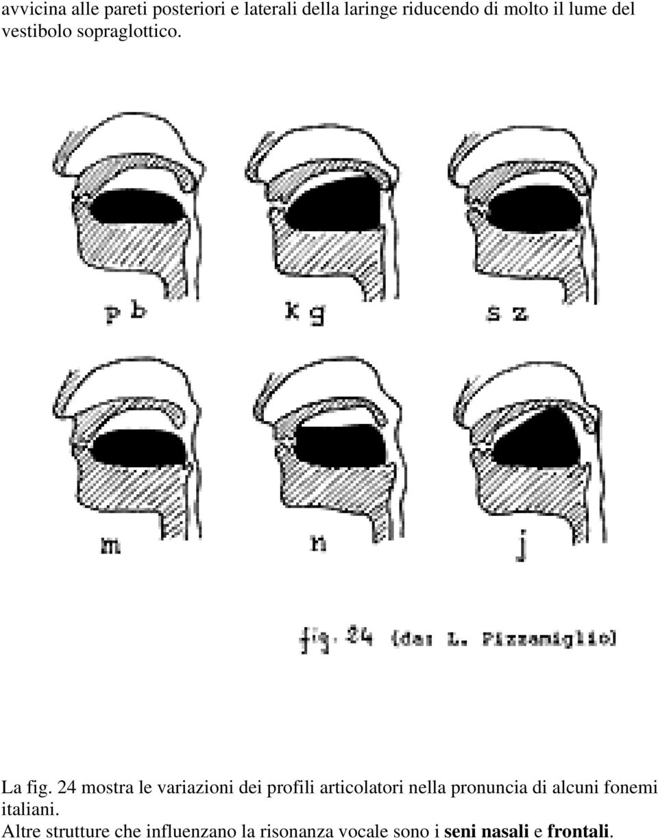 24 mostra le variazioni dei profili articolatori nella pronuncia di