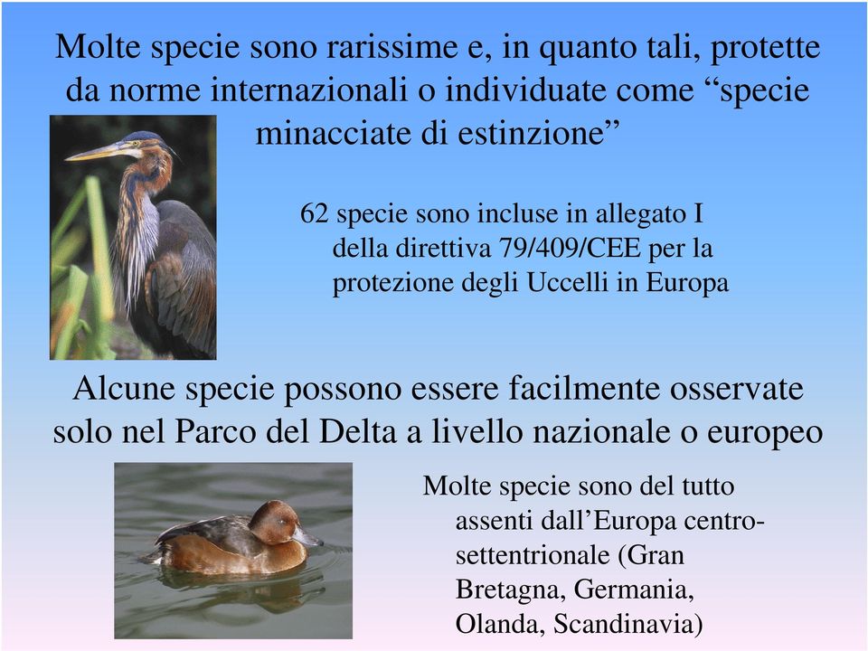 Uccelli in Europa Alcune specie possono essere facilmente osservate solo nel Parco del Delta a livello nazionale o