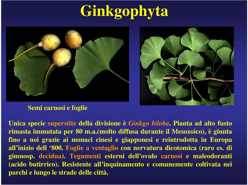 e giapponesi e reintrodotta in Europa all inizio dell 800. Foglie a ventaglio con nervatura dicotomica (raro es. di gimnosp.