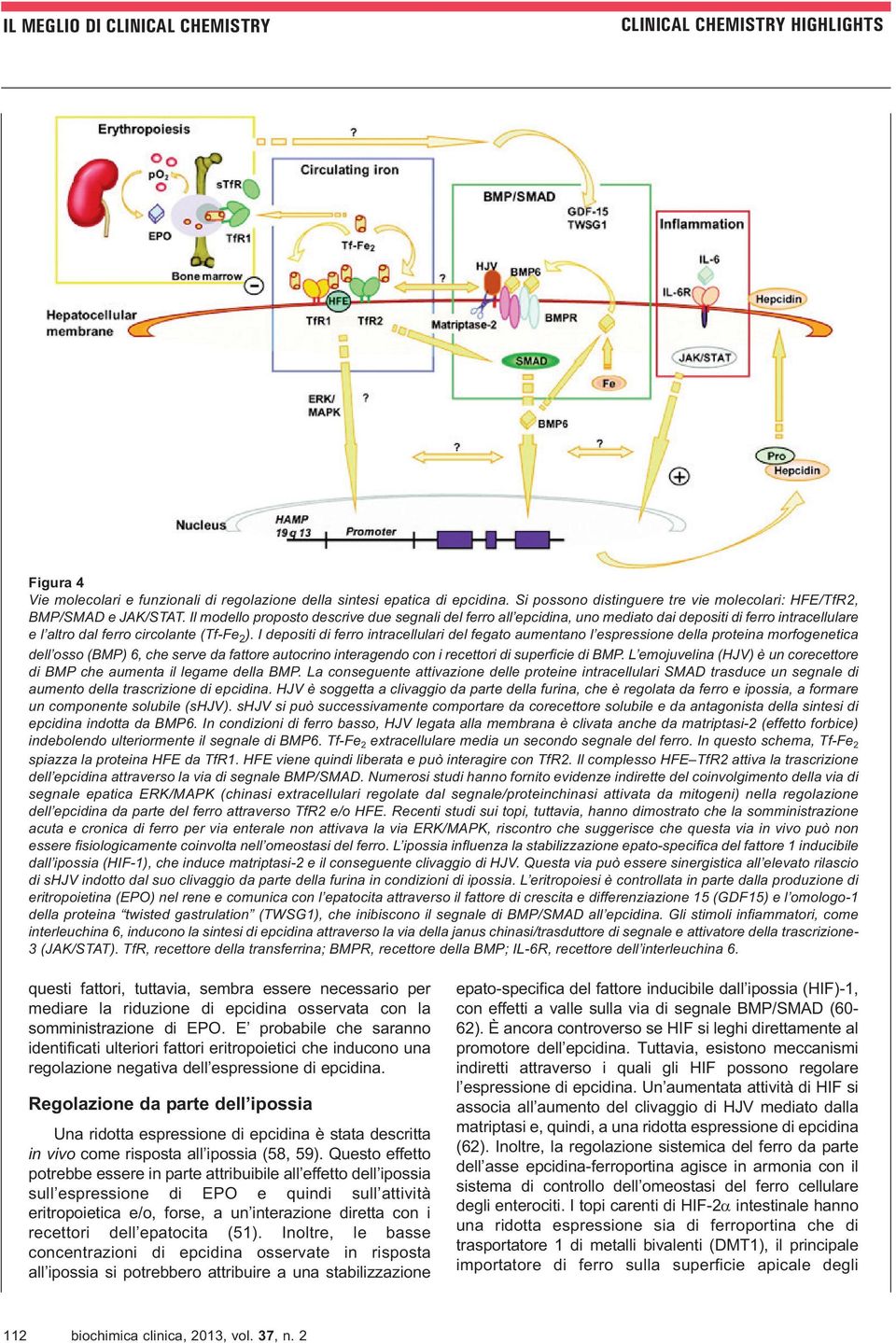 I depositi di ferro intracellulari del fegato aumentano l espressione della proteina morfogenetica dell osso (BMP) 6, che serve da fattore autocrino interagendo con i recettori di superficie di BMP.