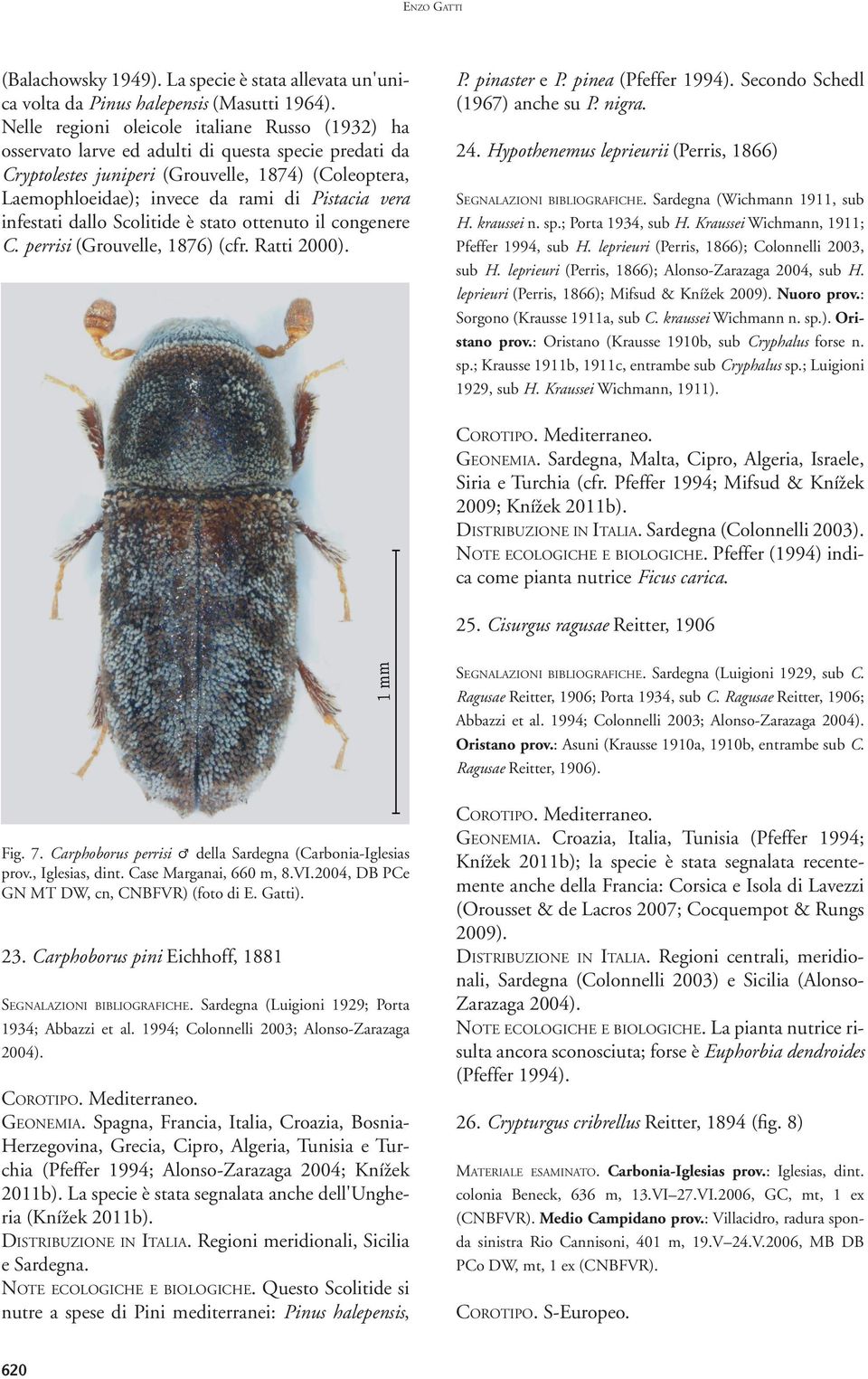 vera infestati dallo Scolitide è stato ottenuto il congenere C. perrisi (Grouvelle, 1876) (cfr. Ratti 2000). P. pinaster e P. pinea (Pfeffer 1994). Secondo Schedl (1967) anche su P. nigra. 24.
