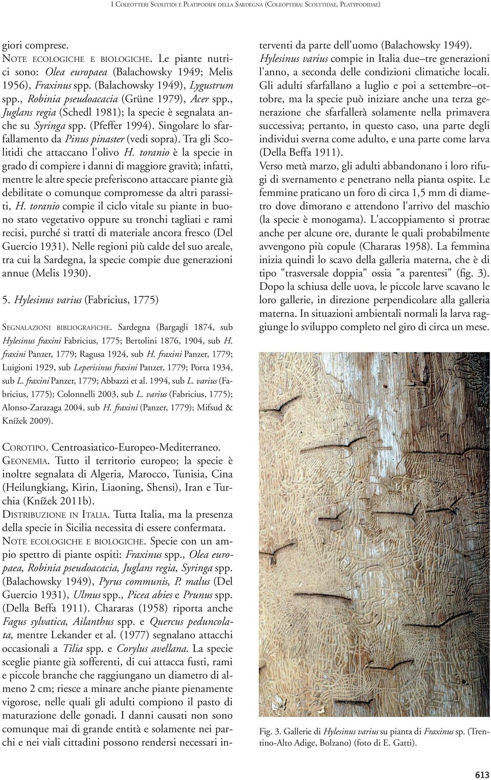 , Juglans regia (Schedl 1981); la specie è segnalata anche su Syringa spp. (Pfeffer 1994). Singolare lo sfarfallamento da Pinus pinaster (vedi sopra). Tra gli Scolitidi che attaccano l'olivo H.