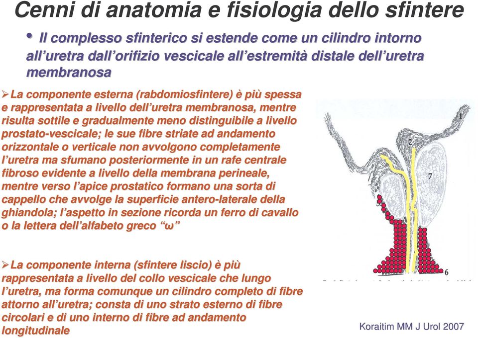 prostato-vescicale; le sue fibre striate ad andamento orizzontale o verticale non avvolgono completamente l uretra ma sfumano posteriormente in un rafe centrale fibroso evidente a livello della