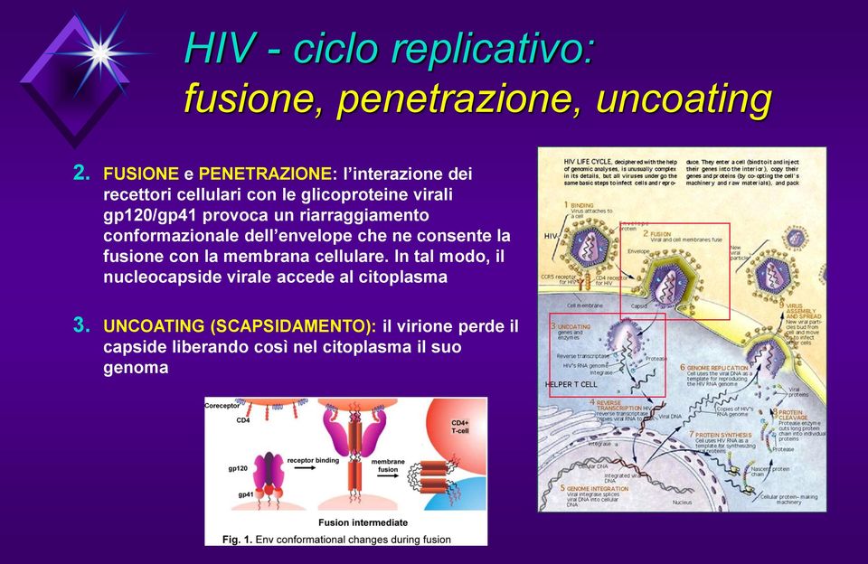 provoca un riarraggiamento conformazionale dell envelope che ne consente la fusione con la membrana