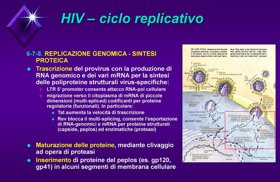 promoter consente attacco RNA-pol cellulare migrazione verso il citoplasma di mrna di piccole dimensioni (multi-spliced) codificanti per proteine regolatorie (funzionali).